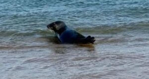 Foca cinzenta avistada em praias de Cascais