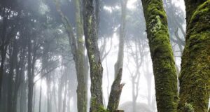 Mulher atingida por árvore com prognóstico reservado