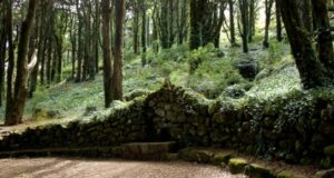 GNR suspende abate de árvores em Colares