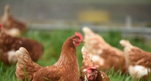 Foco de gripe das aves ataca em São João das Lampas