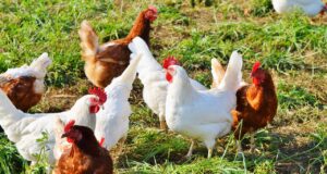 Morreram todas as galinhas poedeiras de exploração em Sintra