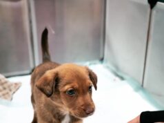 Animais retirados de associação em São João das Lampas após denúncias de negligência