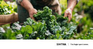 Candidaturas abertas para Horta Solidária na Quinta das Nogueiras no Monte Abraão