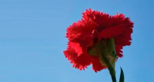 Coluna dos Cravos Encarnados – Homenagem aos Capitães de Abril