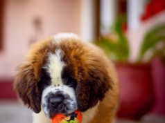 Exposição do São Bernardo anima Portela de Sintra no próximo sábado