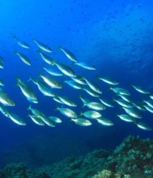 Área Marinha Protegida: 2ª Fase arranca depois da contratação das equipas científicas