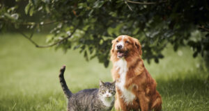 Cheque Veterinário para apoiar famílias e animais de companhia