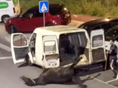 Maus-tratos a cavalo em Belas gera revolta e mobiliza autoridades