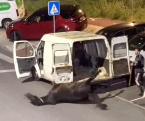 Maus-tratos a cavalo em Belas gera revolta e mobiliza autoridades