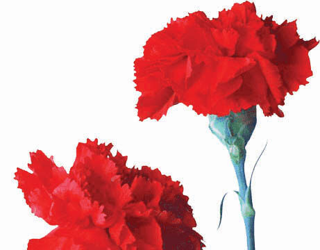 Na Escuridão a Tocha do Cravo que escreveu História