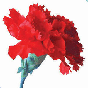 Na Escuridão a Tocha do Cravo que escreveu História