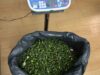 PSP de Sintra detém 2 suspeitos da plantação de papoilas de ópio