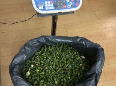 PSP de Sintra detém 2 suspeitos da plantação de papoilas de ópio