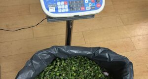 PSP de Sintra detém 2 suspeitos da plantação de papoilas de ópio