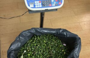 PSP de Sintra detém 2 suspeitos da plantação de papoilas de ópio