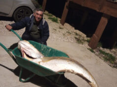 Garoupa com quase três metros e 66 quilos pescada na Praia Grande