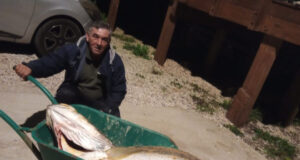 Corvina com quase três metros e 66 quilos pescada na Praia Grande