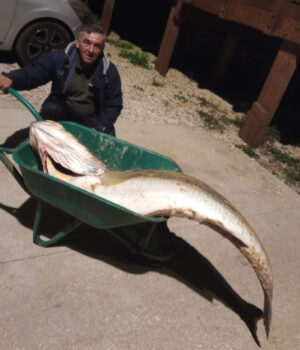 Garoupa com quase três metros e 66 quilos pescada na Praia Grande