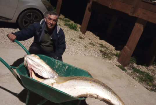 Garoupa com quase três metros e 66 quilos pescada na Praia Grande
